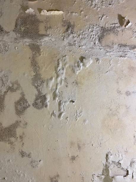 Professional Mold Removal in Kodiak, AK