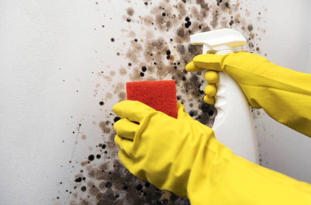 Best Toxic Mold Removal  in Kodi, AK